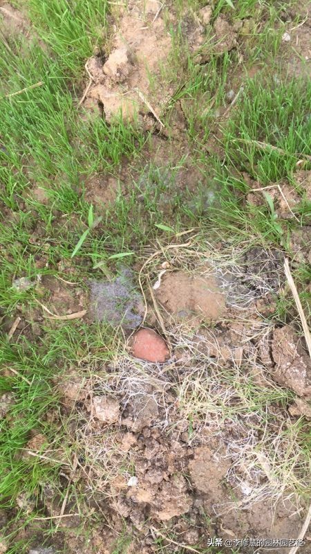 草坪的养护方案和管理,草坪的养护的教程