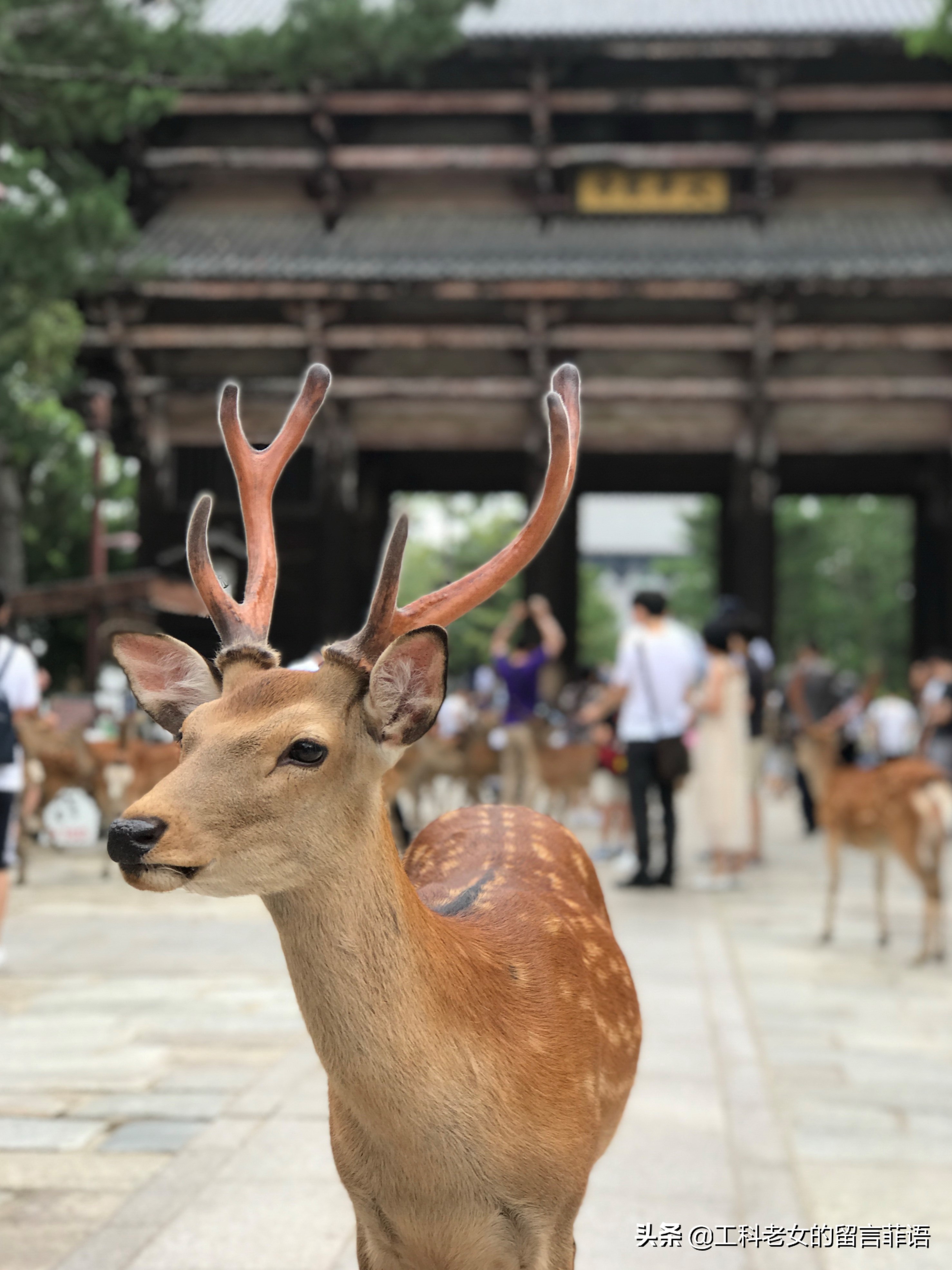奈良东大寺大佛殿和太和殿,奈良东大寺位置地图图片
