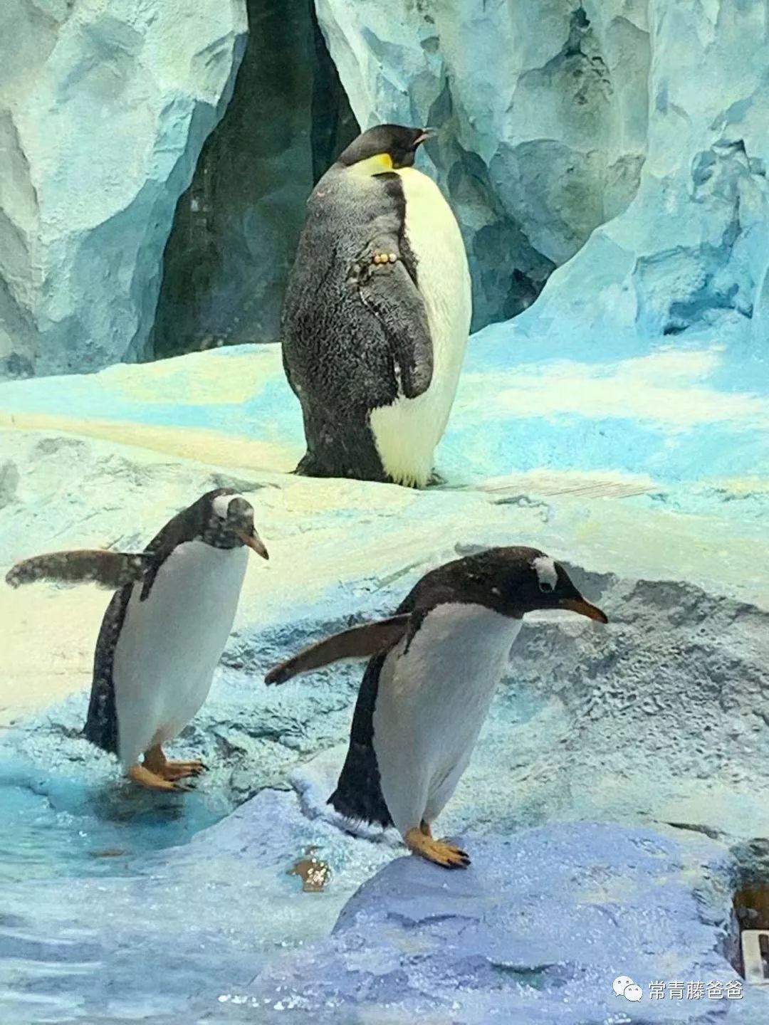 过年去珠海长隆海洋王国游玩攻略,广州长隆欢乐世界带娃一日游攻略