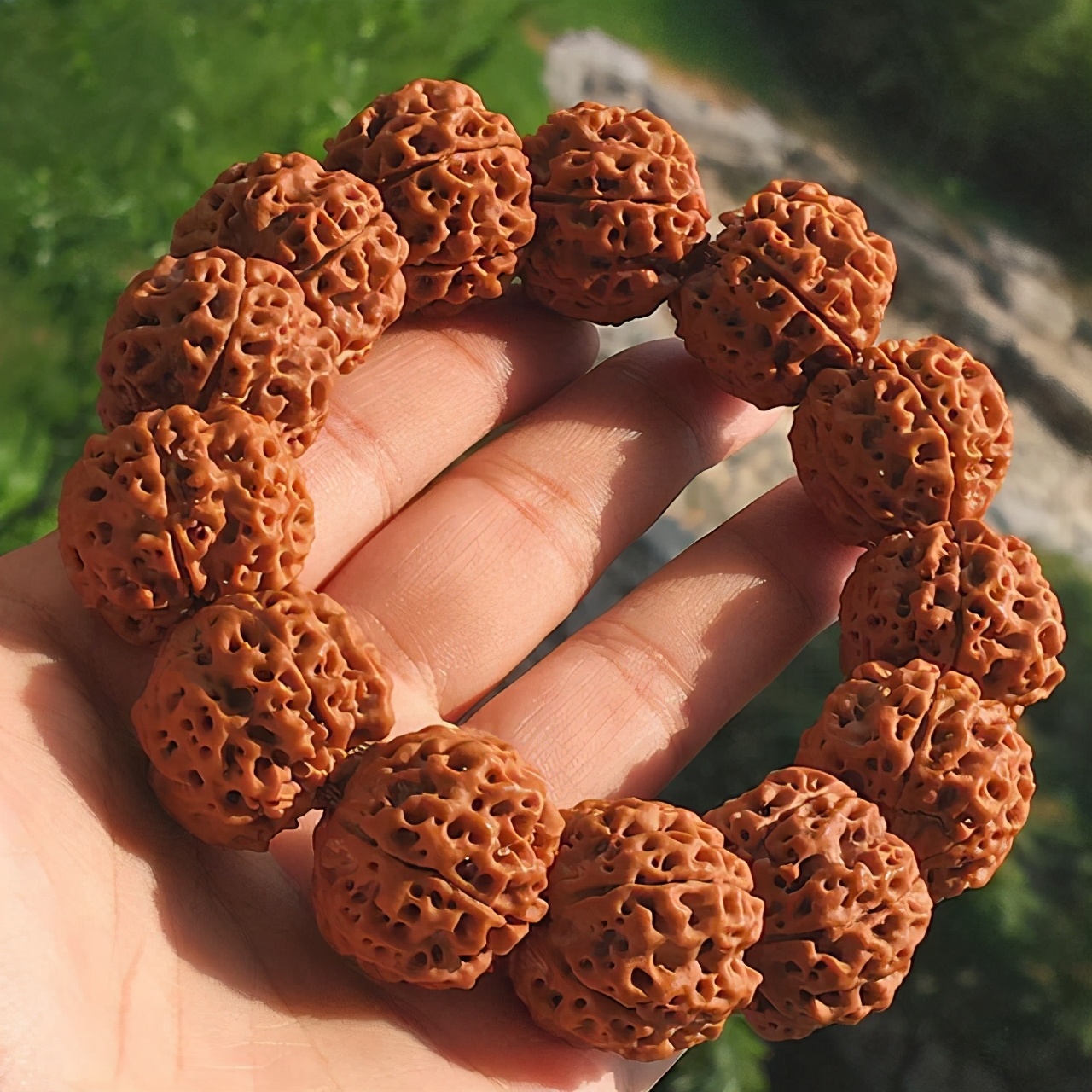 玩金刚菩提的9大误区,金刚菩提的基本知识