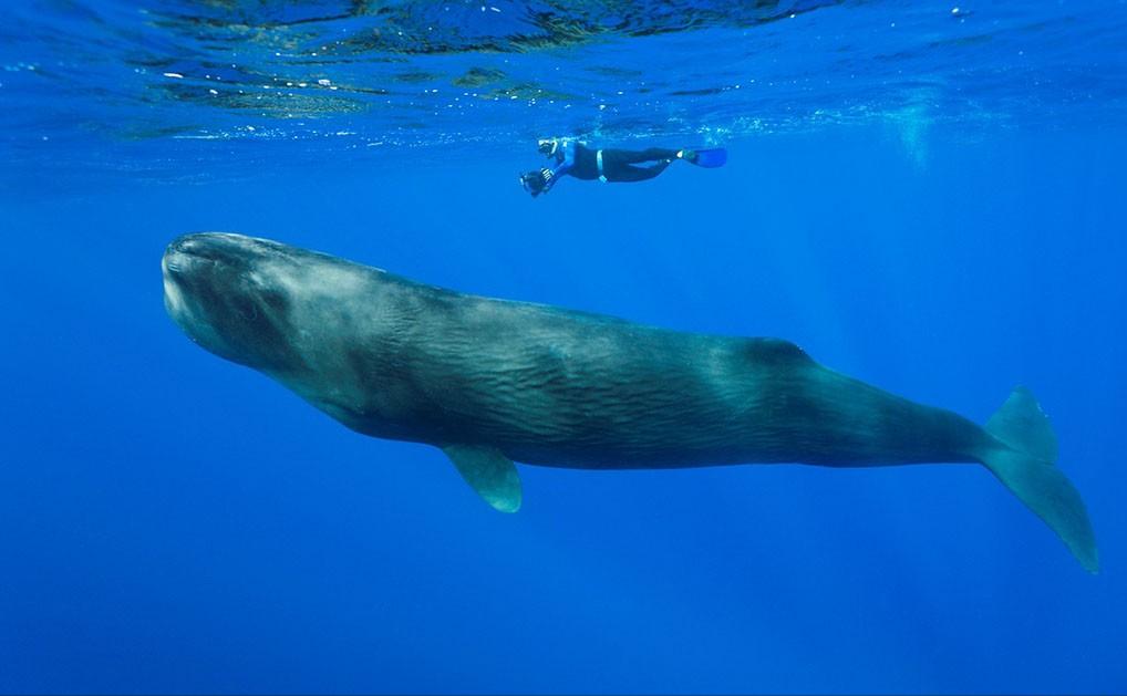在鲸鱼肚子里是什么感觉,在鲸鱼肚子会经历什么