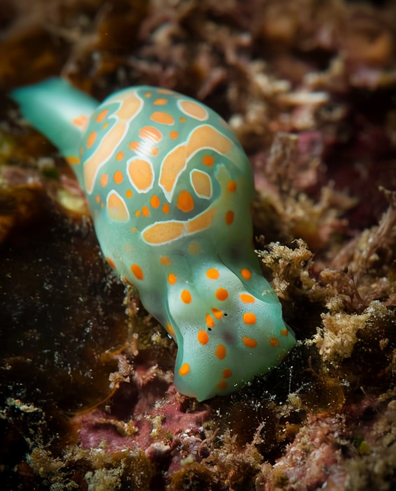 各种各样的蜗牛简单的,各种各样的蜗牛视频