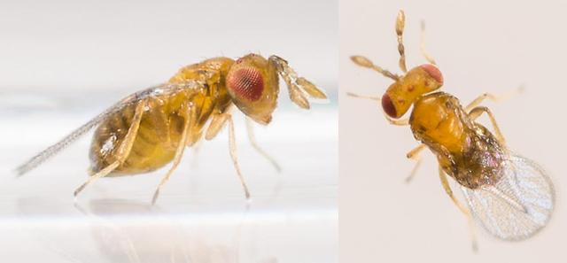 瓢虫害虫和益虫的区别图,益虫害虫有哪些视频