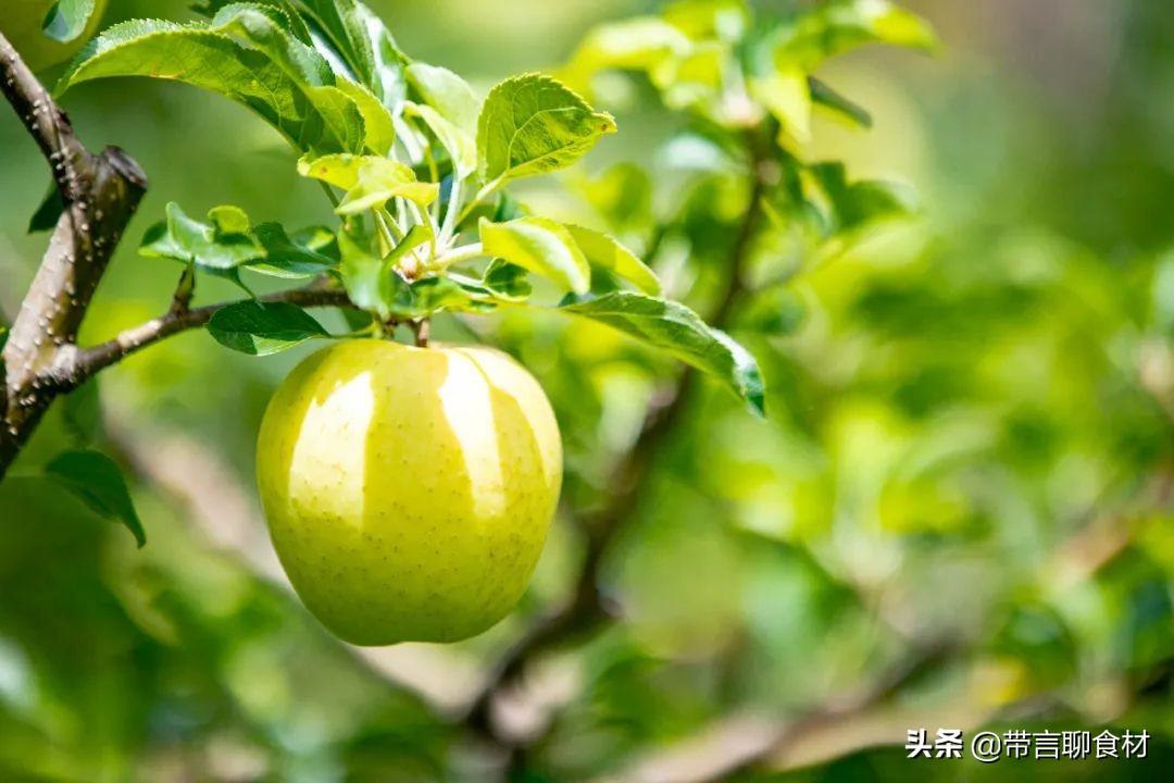 当你吃过黄香蕉苹果黄元帅就懂了现在藏区的小金冠苹果为何受欢迎