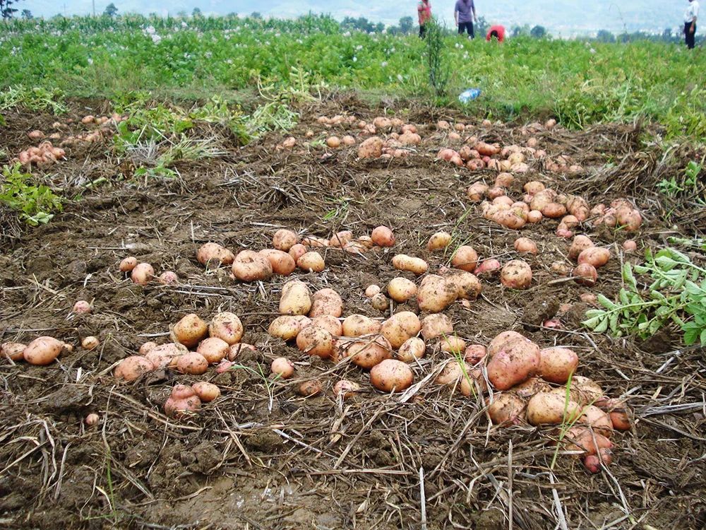 150只野兔被抓,3只野兔被抓