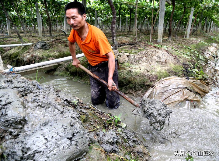 果园用水如何处理,果园缺水如何救活