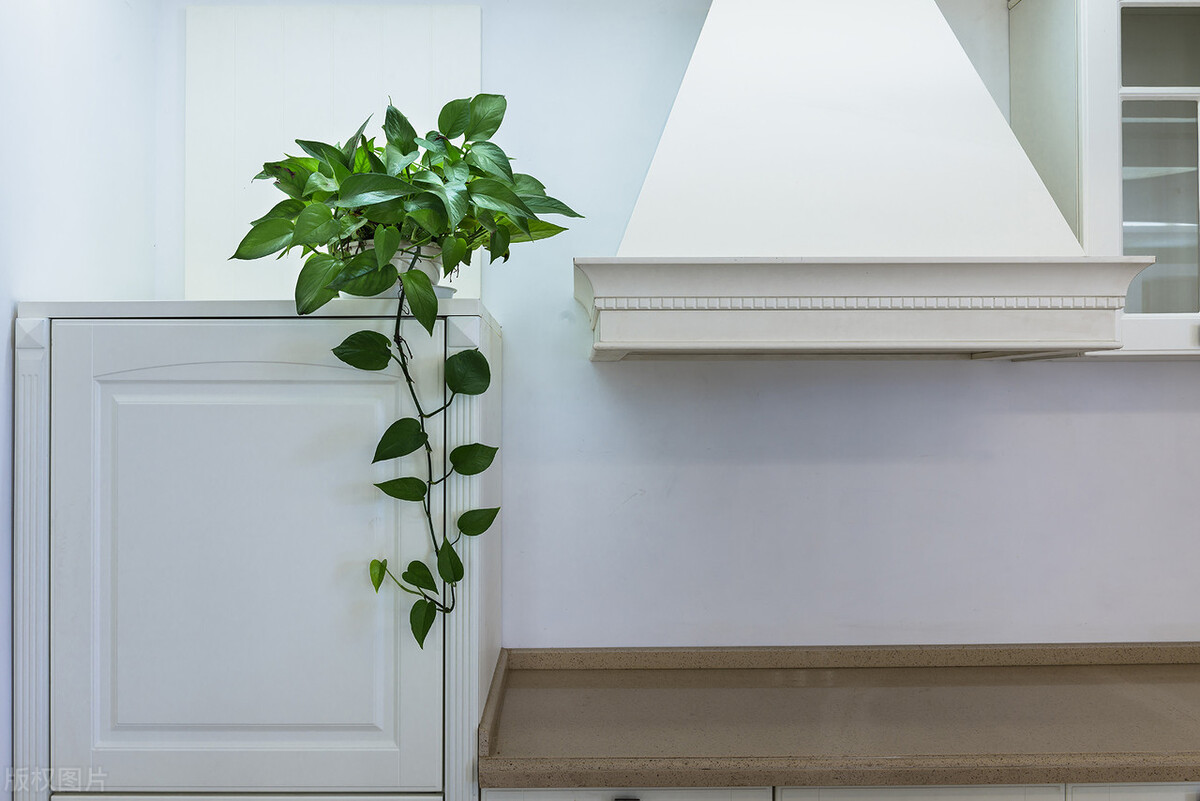 绿萝开始有黄叶了怎么处理,绿萝老黄叶怎么养