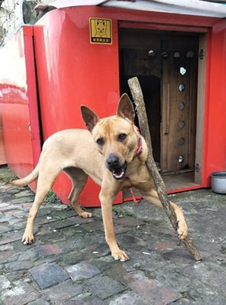 这只狗狗吃不到好吃的居然要和主人拼命，哈哈