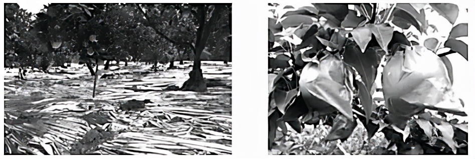 湖南师大附中2022届模拟试卷一,湖南名校真题大集结试卷