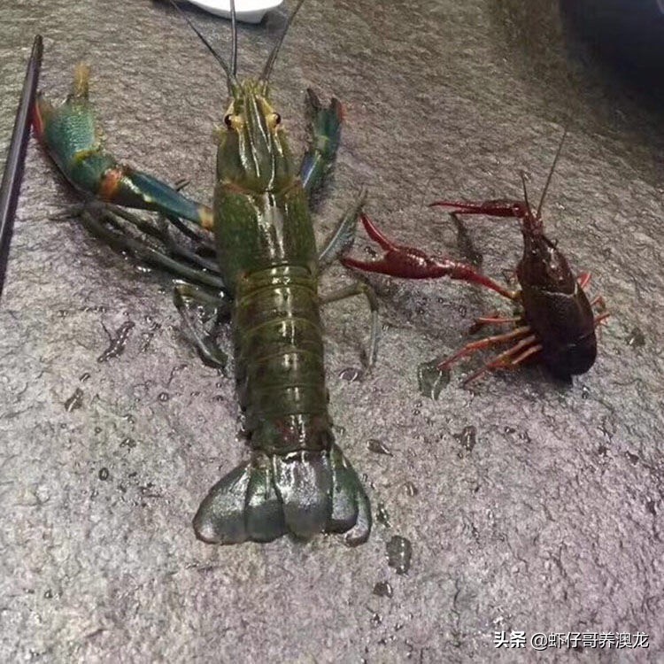 澳洲淡水龙虾亩产效益高100亩纯利润可达150多万