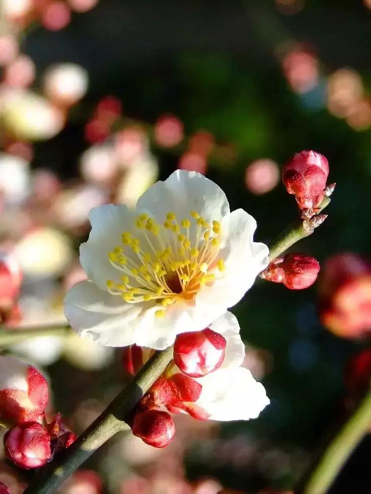 手机也能拍出黑背景，在家就能拍出摄影棚的感觉