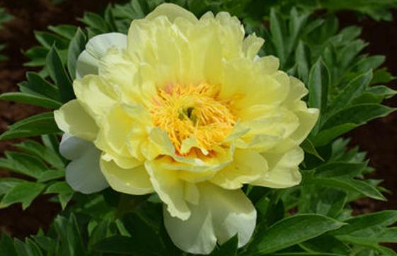 新手养花好闻不便宜,新手养花好看吗