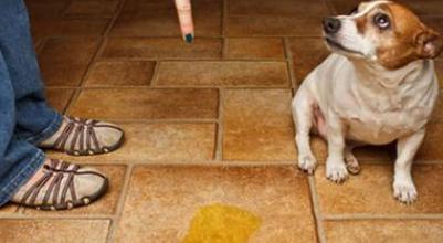 狗狗总是乱尿?教你排查原因+解决乱尿问题