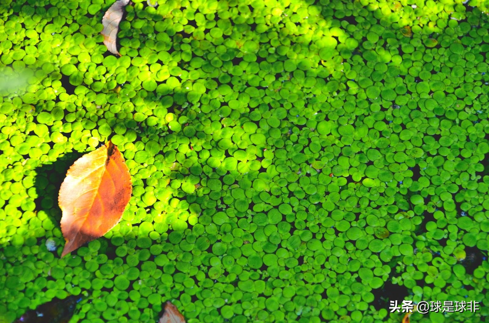 苏宁解散哪一年,苏宁解散俱乐部的原因分析