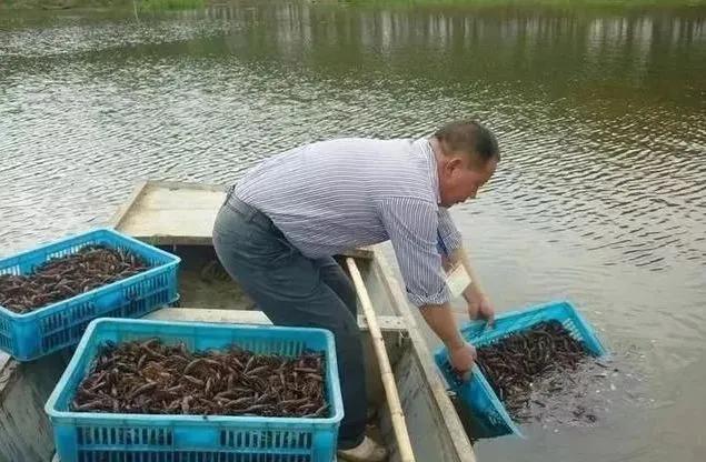淡水鱼小龙虾养殖及疾病防治,预防小龙虾五月瘟疫用什么药