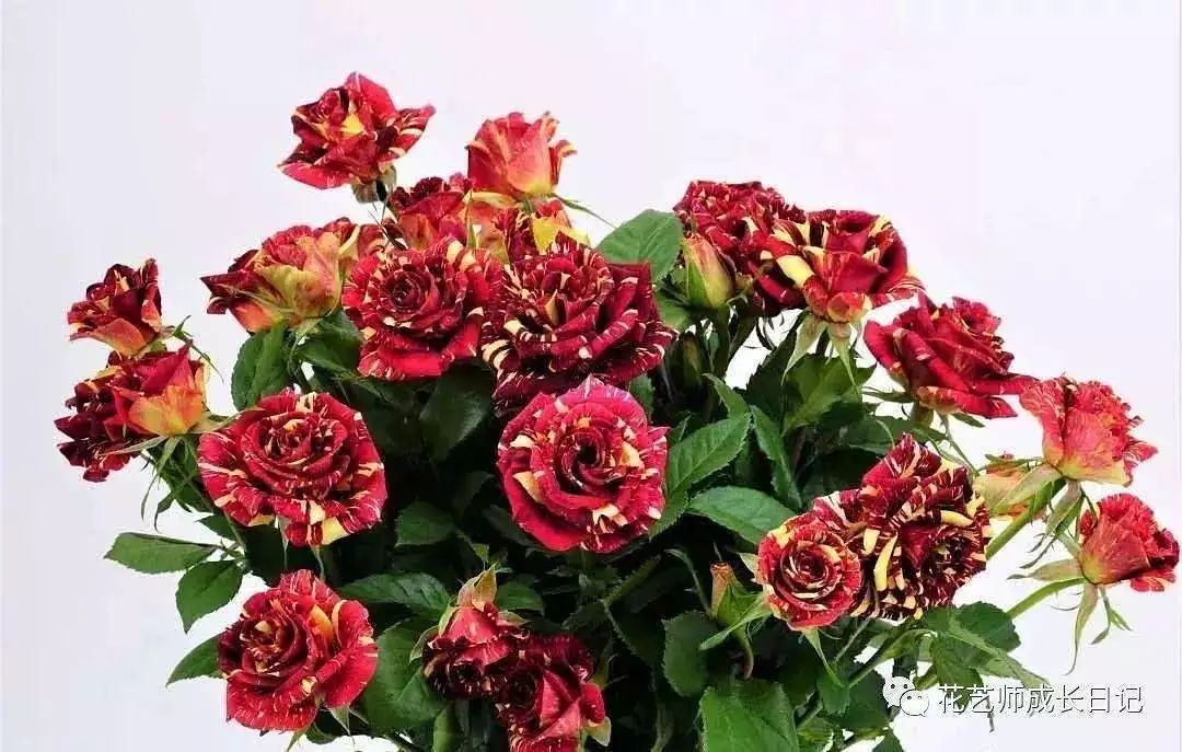 花店常用玫瑰花品种大全,一篇文章带你认识三亚40种花