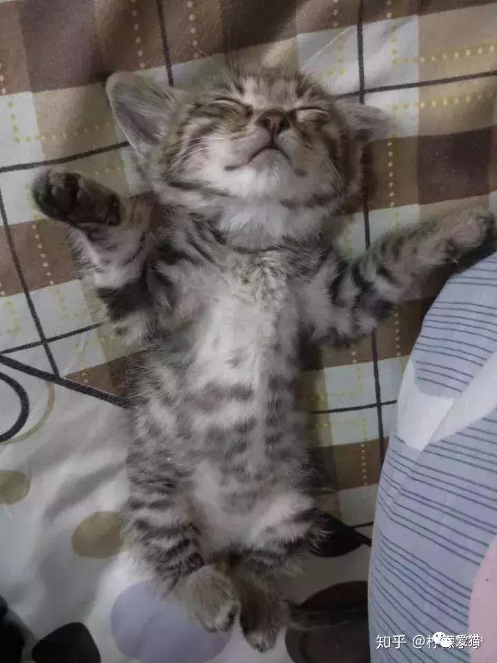 猫是否知道自己是猫,猫知自己是猫么