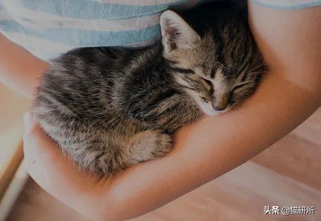 如何挑选一只健康的小猫咪,怎样快速得到小猫咪