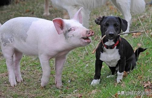 猪年话猪：从野猪到佩奇，猪影响了中国多久？