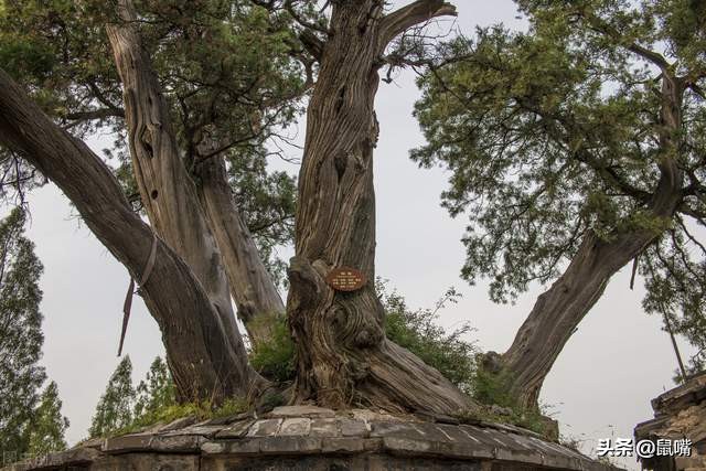 史记十二篇译文,史记佞幸列传译文原文