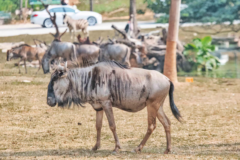 广州长隆野生动物世界旅游攻略,长隆野生动物世界攻略2-3天广州游