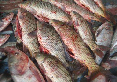 虫见愁丨鱼类出血病发病原因及防治思路分析