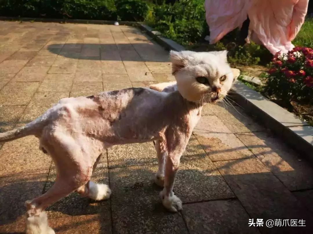 品种猫与土猫的区别,怎么分辨品种猫和土猫