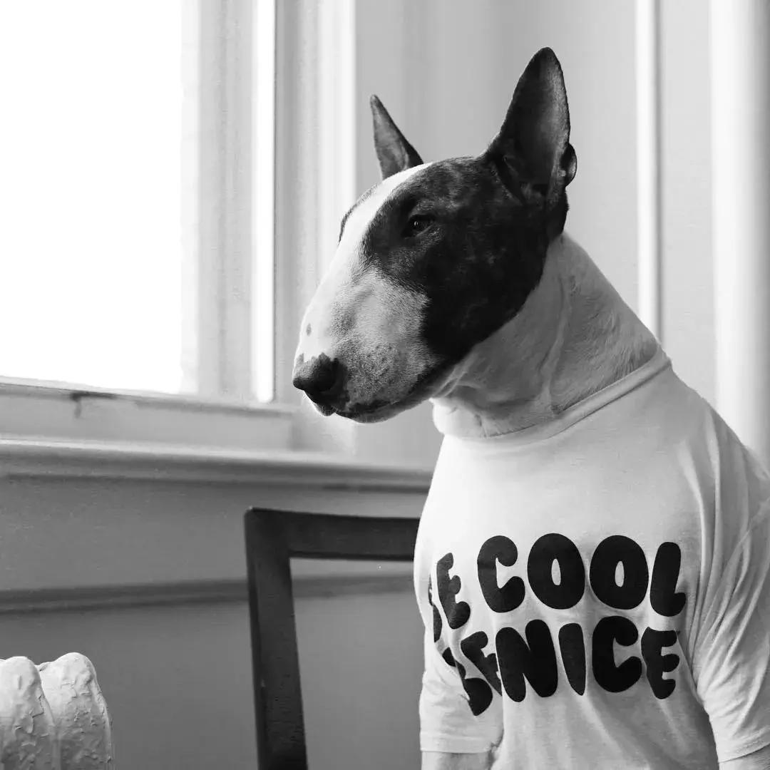 大熊猫一年可以赚钱几个亿,一只猫一年挣3000万