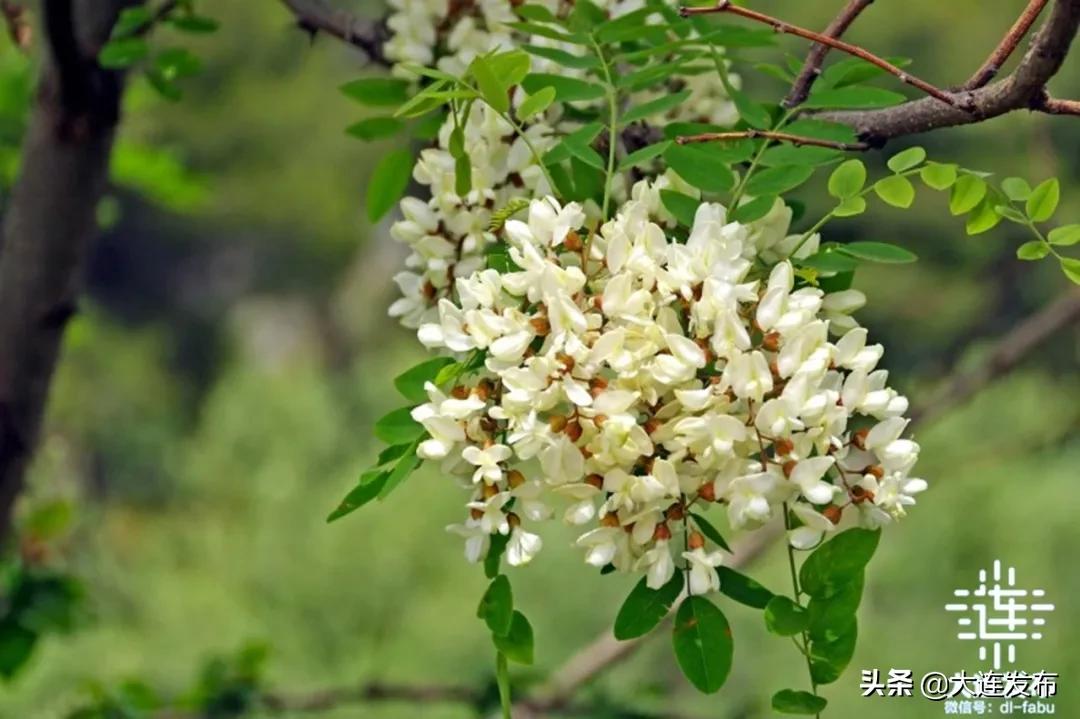 大连最美赏槐露营地,槐之乡露营地