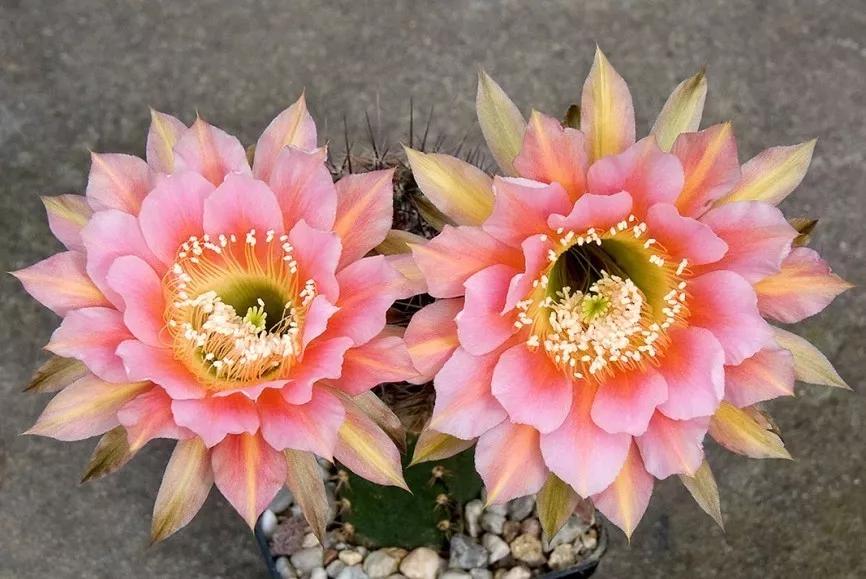 100种仙人球花图片,100种仙人球的品种视频