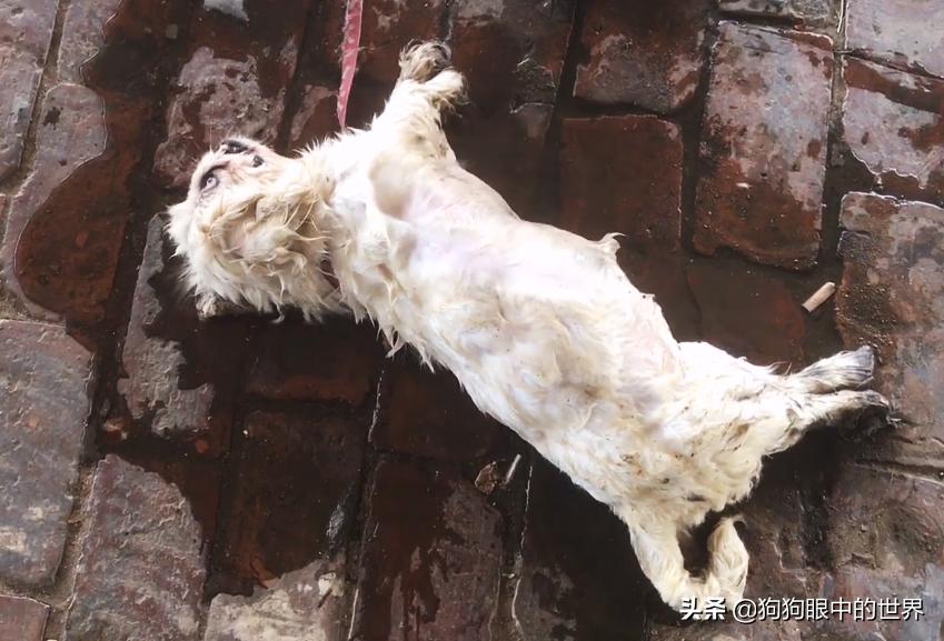 狗狗轻度中暑有意识能自行恢复吗,狗狗中暑放在空调房降温可以吗