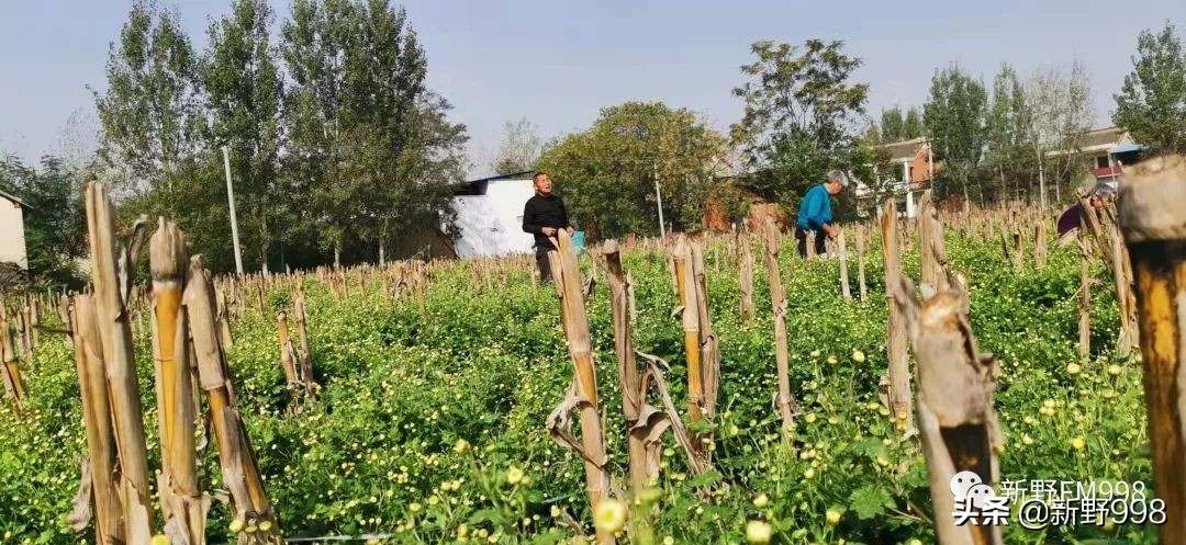 新野杭白菊,杭白菊几月采摘