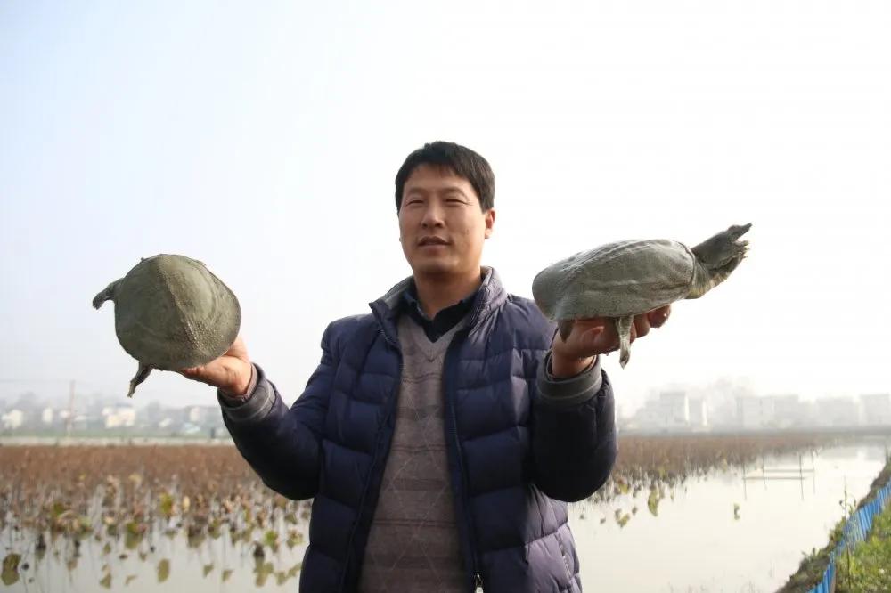 鳖养殖的方法有哪些,鳖养殖模式