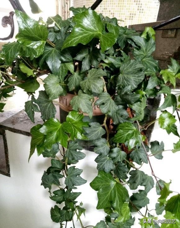 什么绿植能净化空气和除尘,净化室内空气的十款绿植