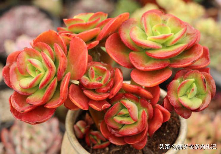 多肉红梅烂根怎么处理,多肉红梅徒长了怎么办