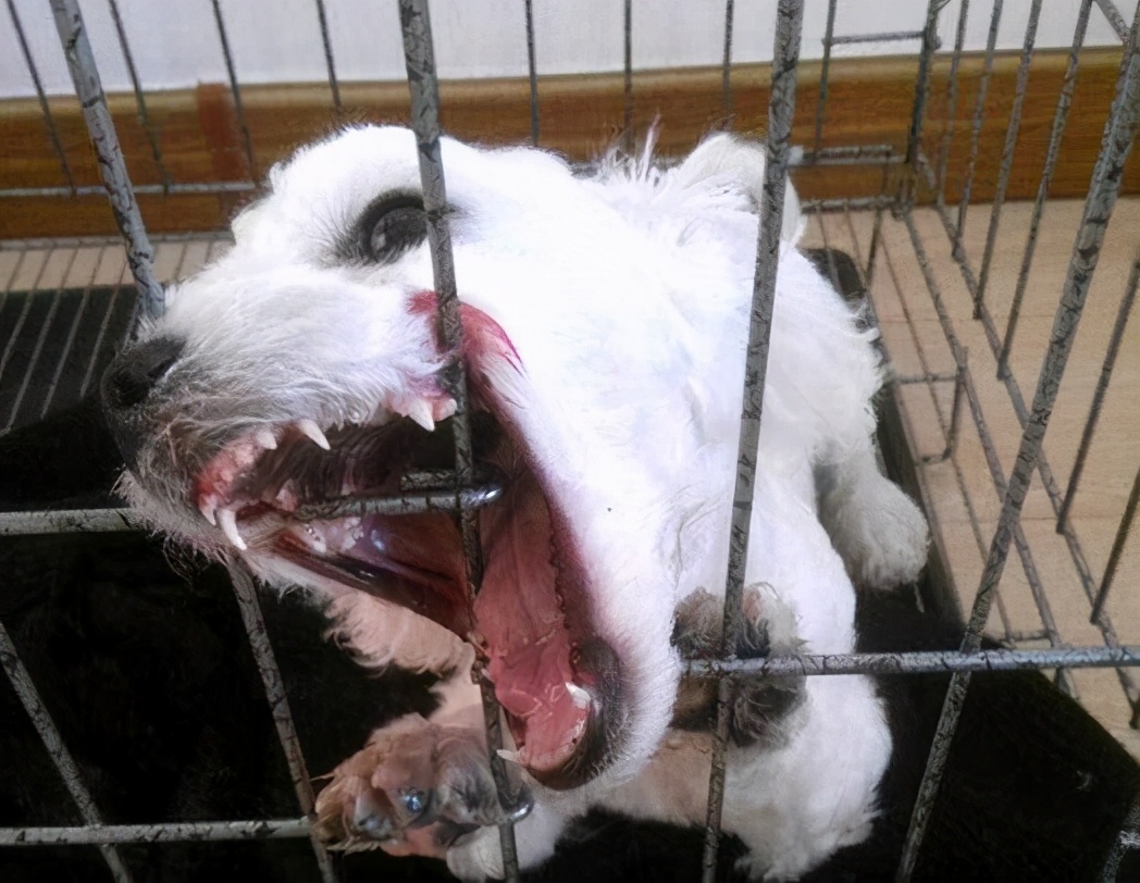 缺乏“安全感”的比熊犬,都会有这6种情况,希望你家没有