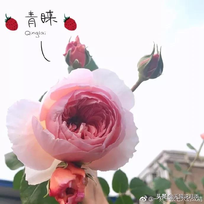 又一个十年,国产自育品种