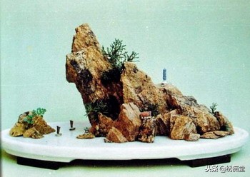 丛林式盆景欣赏,盆景欣赏及制作