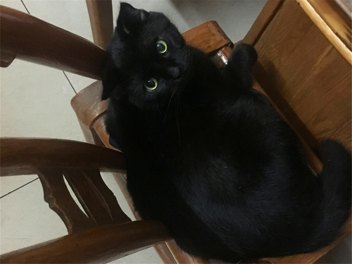 黑猫为啥凶得很,黑猫花色