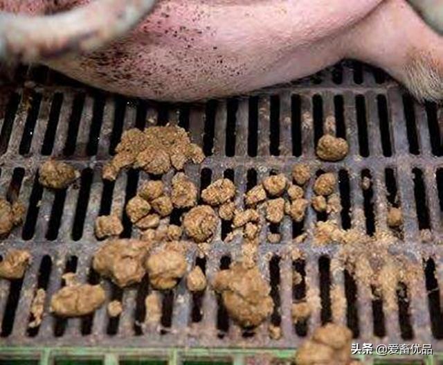 母猪不吃打针后流血不止怎么办,母猪不吃料也不发烧应该怎么办