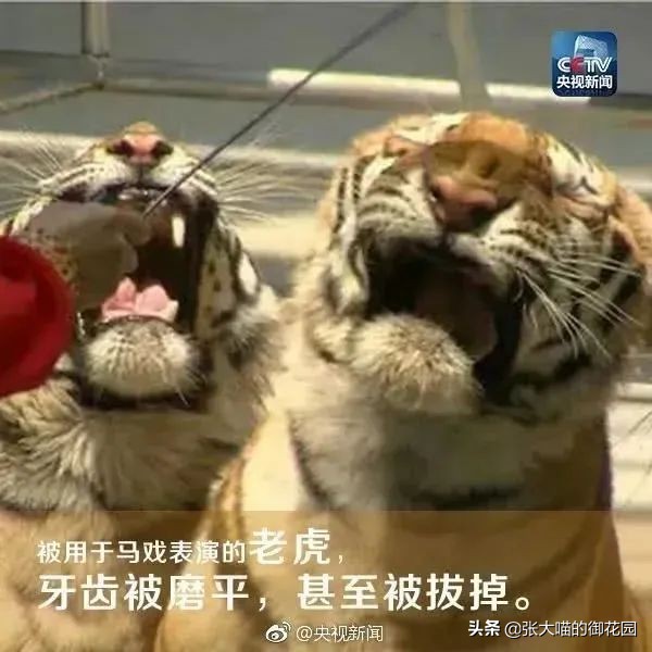 老虎和狮子分离了多久,狮子是百兽之王老虎是森林之王