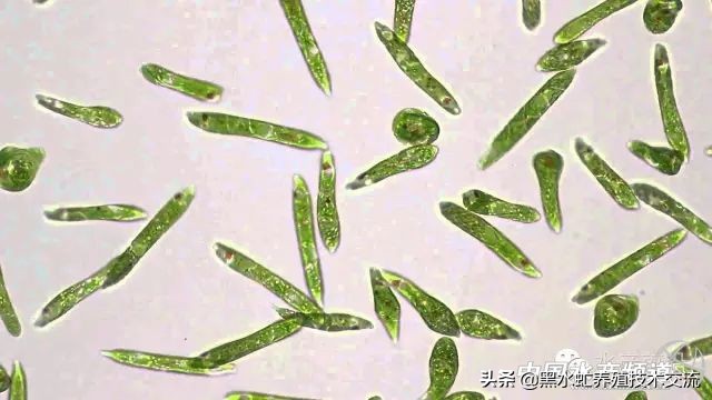 100种水产藻类,水产藻类图谱及名称