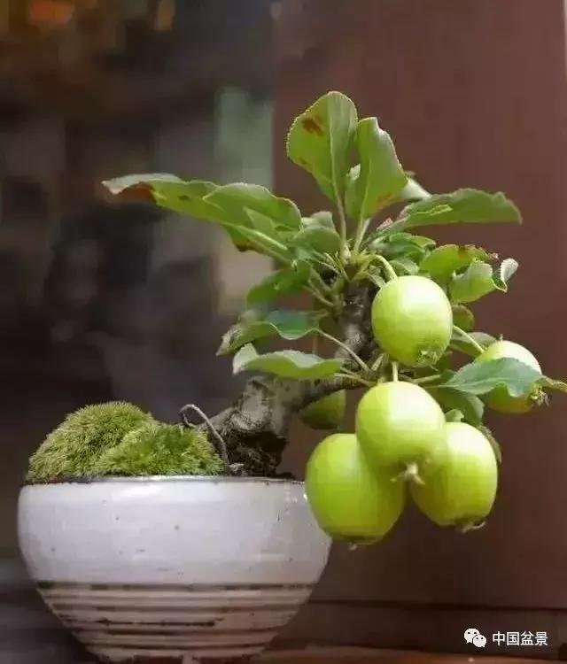 盆景植物最好养的,好养易活的盆景植物有哪些