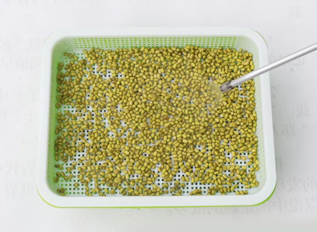 室内空心芽苗菜无土栽培种植,芽苗菜的种植方法全集免费看