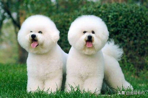 马尔济斯犬脸毛发红色,马尔济斯犬比熊犬