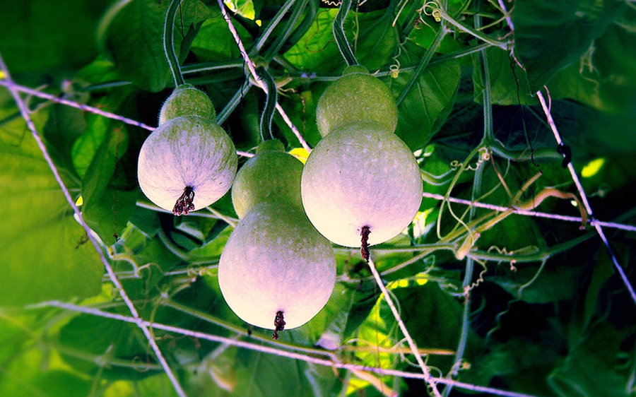 扫落叶的诗句,扫落叶优美诗句