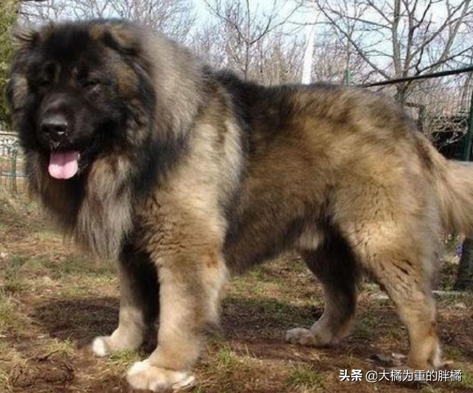 6种“大胃王”狗狗，吃得多还易长胖，一般人养着很吃力，太费钱