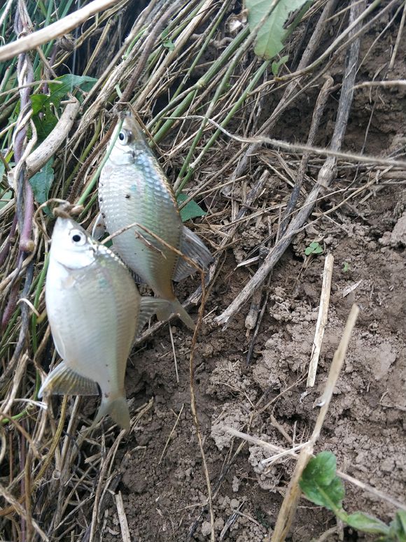 中鱼率高的技巧,中鱼后的5大技巧