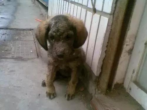 宠物皮肤病特效药有哪些,宠物常见的皮肤病药