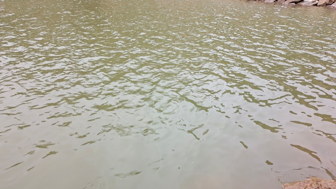 怎么钓鲶鱼有蚯蚓,如何垂钓黑坑鲶鱼